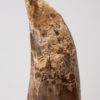 Ultra-rare Tyrannosaurid - Alioramus - Image 3