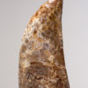 Ultra-rare Tyrannosaurid - Alioramus - Image 4