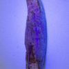 Ultra-rare Tyrannosaurid - Alioramus - Image 6