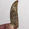 Ultra-rare Tyrannosaurid - Alioramus - Image 2
