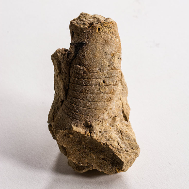 Ordovician Oncocerid Nautiloid - Beloitoceras