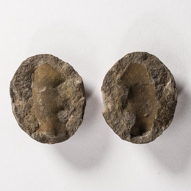 Devonian Shark Cartilage