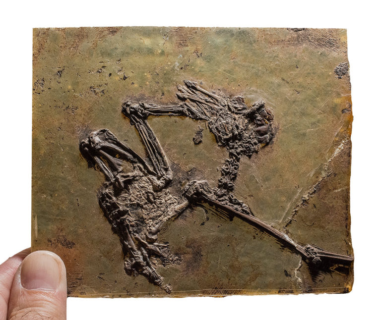 Eocene Bird from Messel, The Natural Canvas