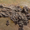 Eocene Bird from Messel - Image 2