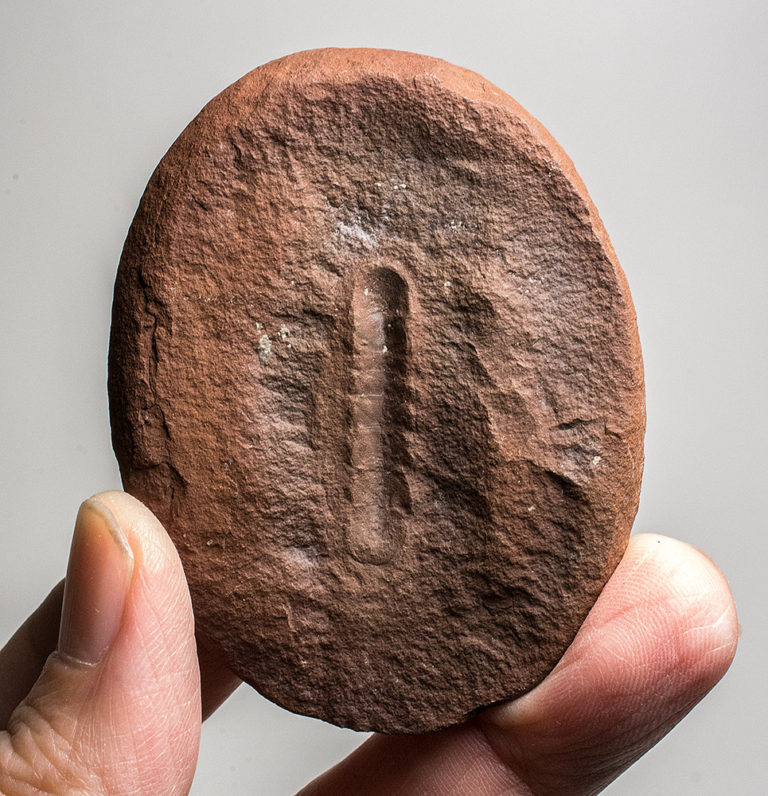 Mazon Creek Chiton - Glaphurochiton