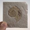 Hapoloceratoid ammonite with aptychus, The Natural Canvas