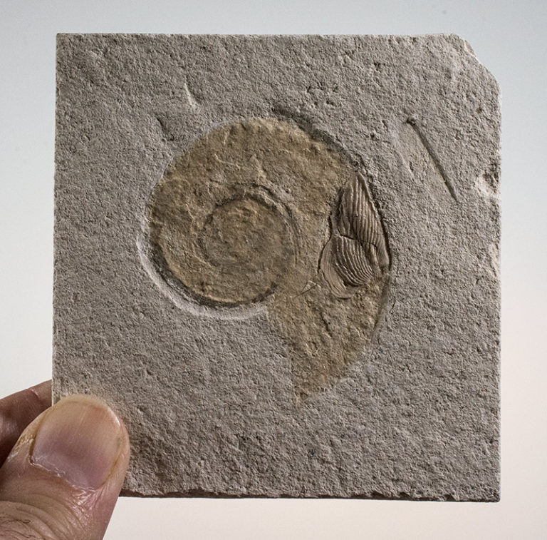 Hapoloceratoid ammonite with aptychus, The Natural Canvas