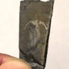 Burgess Shale - Yohoia with Marrella on back - Image 2