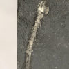 Burgess Shale - Yohoia with Marrella on back - Image 3