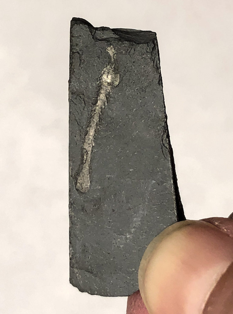 Burgess Shale - Yohoia with Marrella on back