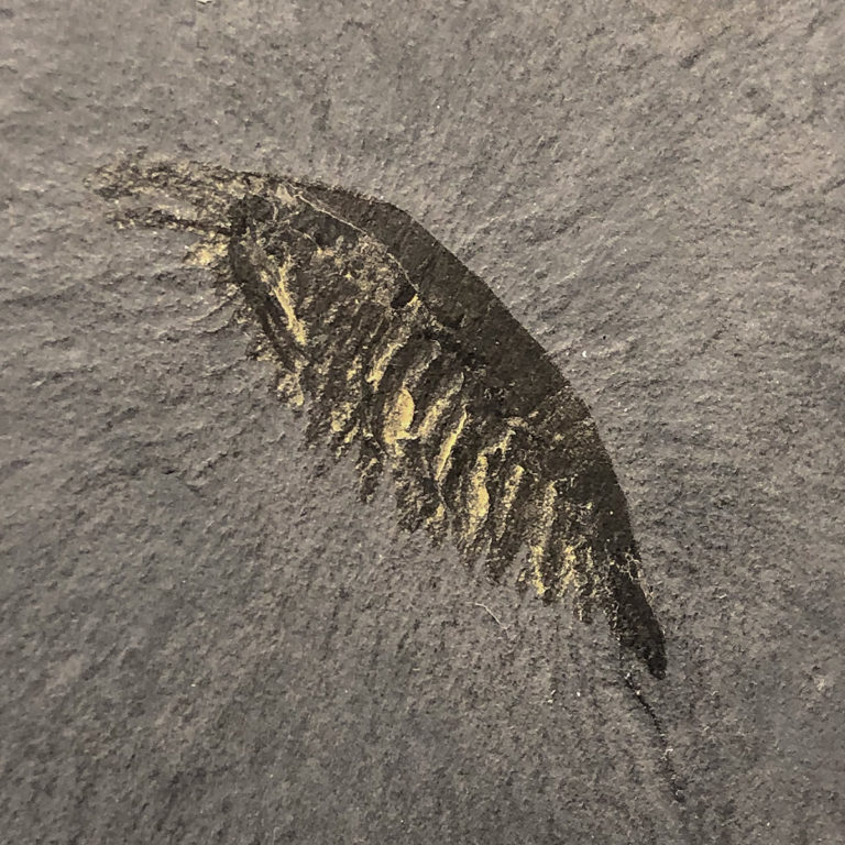 Burgess Shale &#8211; Alalcomenaeus, The Natural Canvas