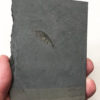 Burgess Shale - Alalcomenaeus - Image 2