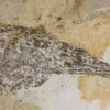 Earliest Known Paddlefish &#8211; Protopsephurus, The Natural Canvas