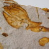 Oligocene Fruit from Texas, The Natural Canvas