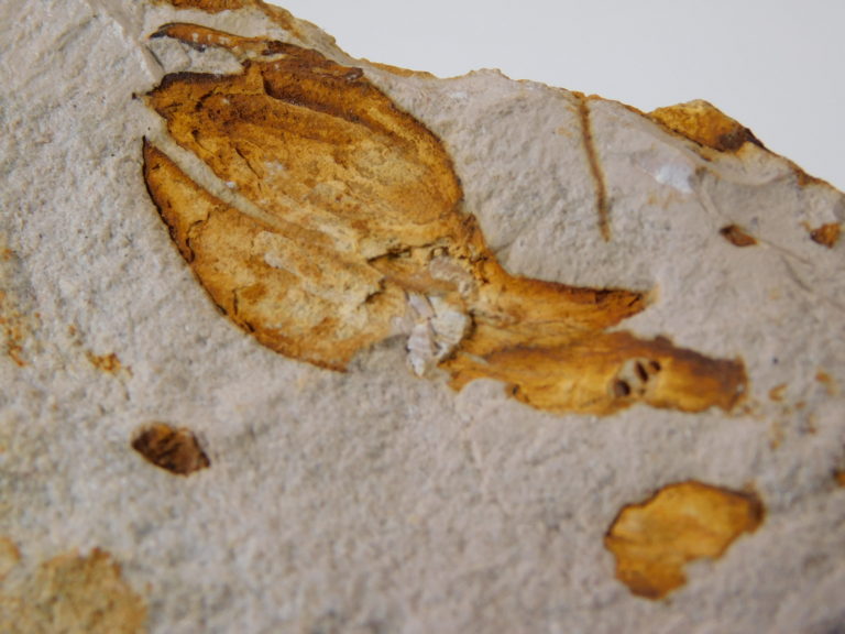 Oligocene Fruit from Texas, The Natural Canvas