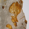 Oligocene Fruit from Texas, The Natural Canvas