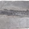 Devonian Fish from Scotland &#8211; Osteolepis macrolepidotus, The Natural Canvas