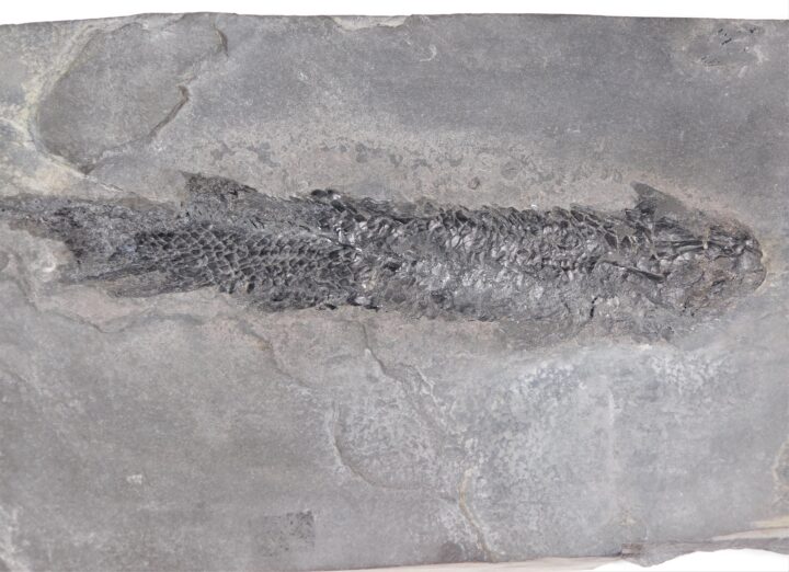Devonian Fish from Scotland - Osteolepis macrolepidotus