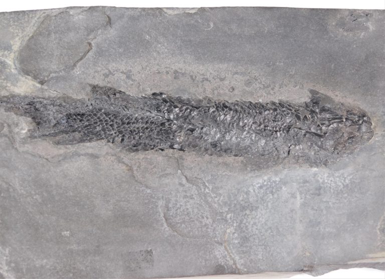 Devonian Fish from Scotland &#8211; Osteolepis macrolepidotus, The Natural Canvas