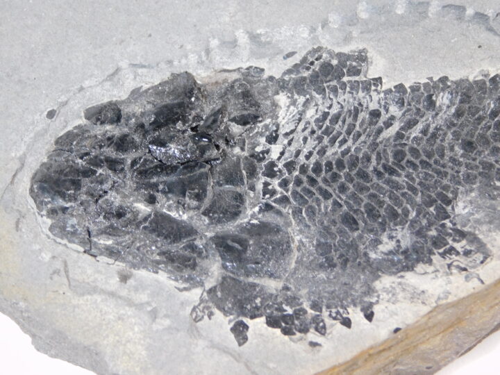 Devonian Fish from Scotland - Thursius pholidotus