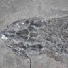 Devonian Fish from Scotland &#8211; Thursius pholidotus, The Natural Canvas