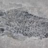Devonian Fish from Scotland &#8211; Thursius pholidotus, The Natural Canvas