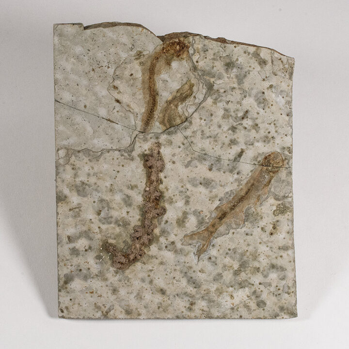 Cretaceous Fish and Fruiting Structure