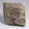 Rare Devonian Eurypterid - Erieopterus - Image 2