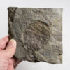 Rare Devonian Eurypterid - Erieopterus - Image 3