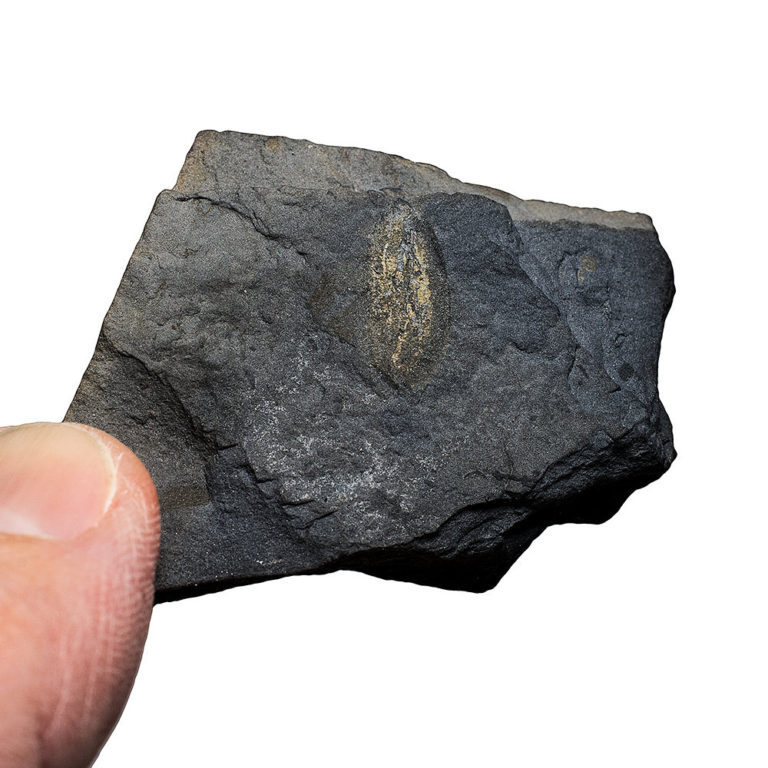 Burgess Shale - Pollingeria grandis