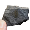 Burgess Shale - Pollingeria grandis - Image 2