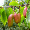 Miocene Fruit - Durania ehrenbergii - Image 2