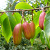 Miocene Fruit &#8211; Durania ehrenbergii, The Natural Canvas