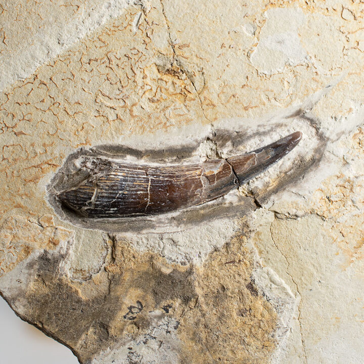 Ornithocheirid Pterosaur tooth