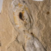 Cretaceous Octopus &#8211; Keuppia levante, The Natural Canvas