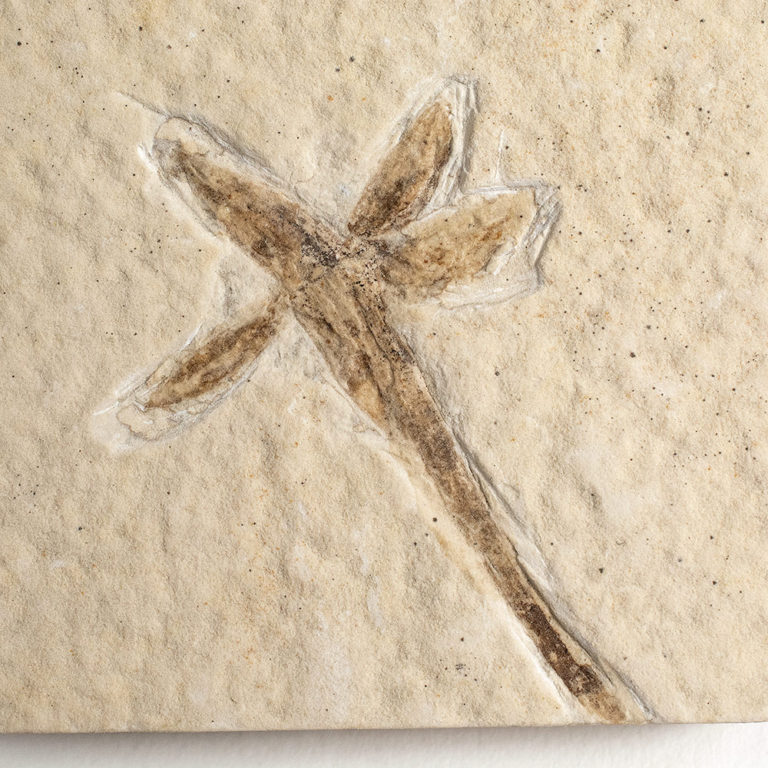 Eocene Flower from the Split Fish Layers, The Natural Canvas