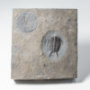 Rare trilobite - Ceraurus pleurexanthemus - Image 2