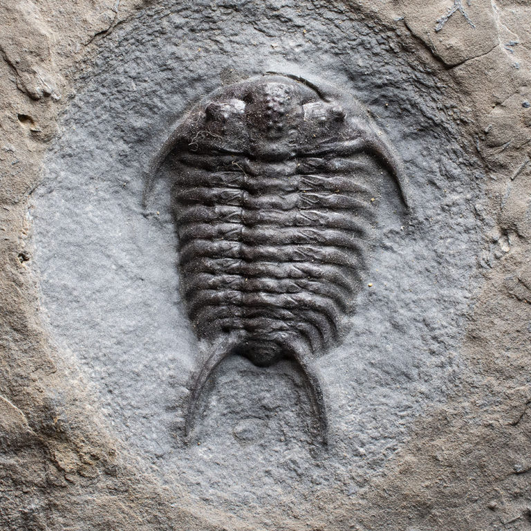 Rare trilobite &#8211; Ceraurus pleurexanthemus, The Natural Canvas