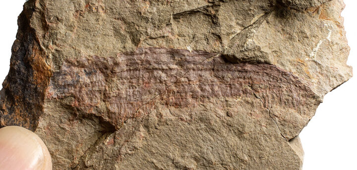 Ordovician Anomalocaridid appendage