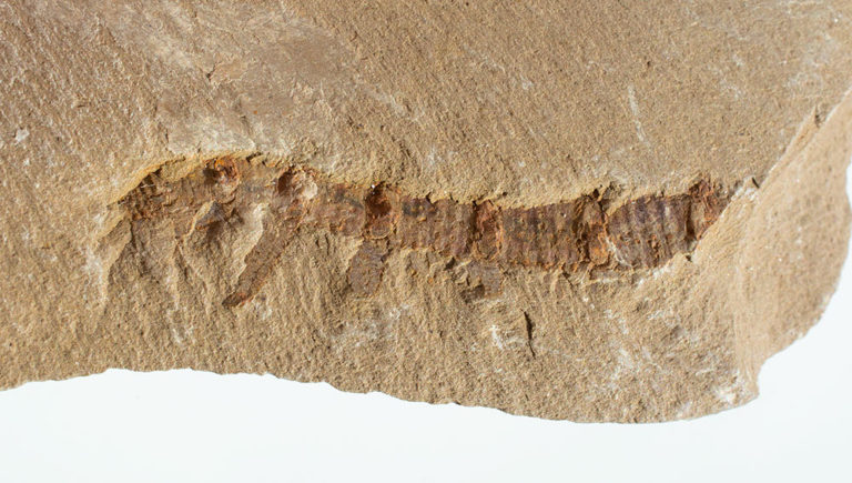 Cambrian Lobopod - Microdictyon sinicum