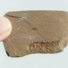 Cambrian Lobopod - Microdictyon sinicum - Image 2