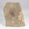Bear Gulch Conularid - Image 2
