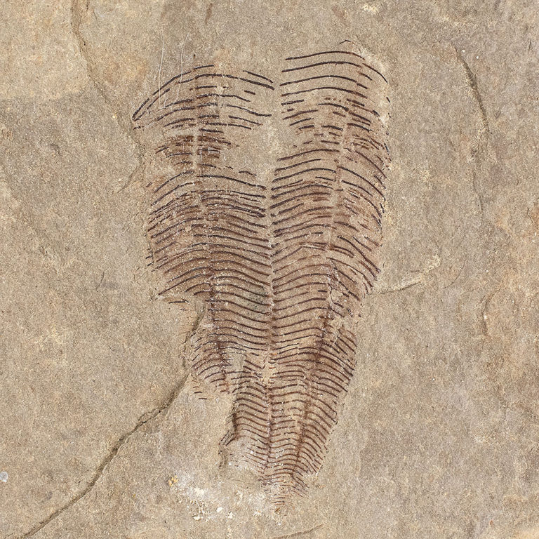 Bear Gulch Conularid
