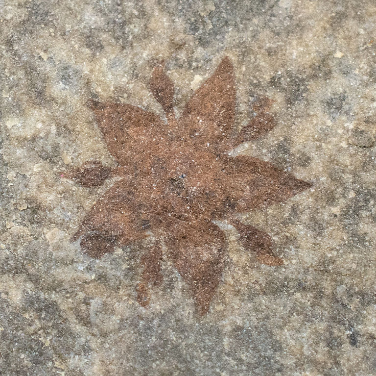 Buckthorn flower (Rhannacaea)