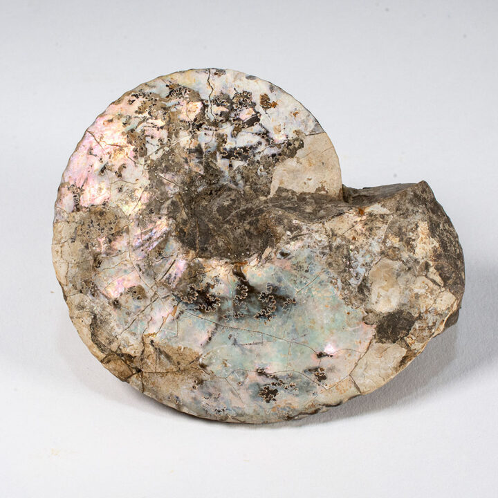 Montana Ammonite - Placenticeras planum