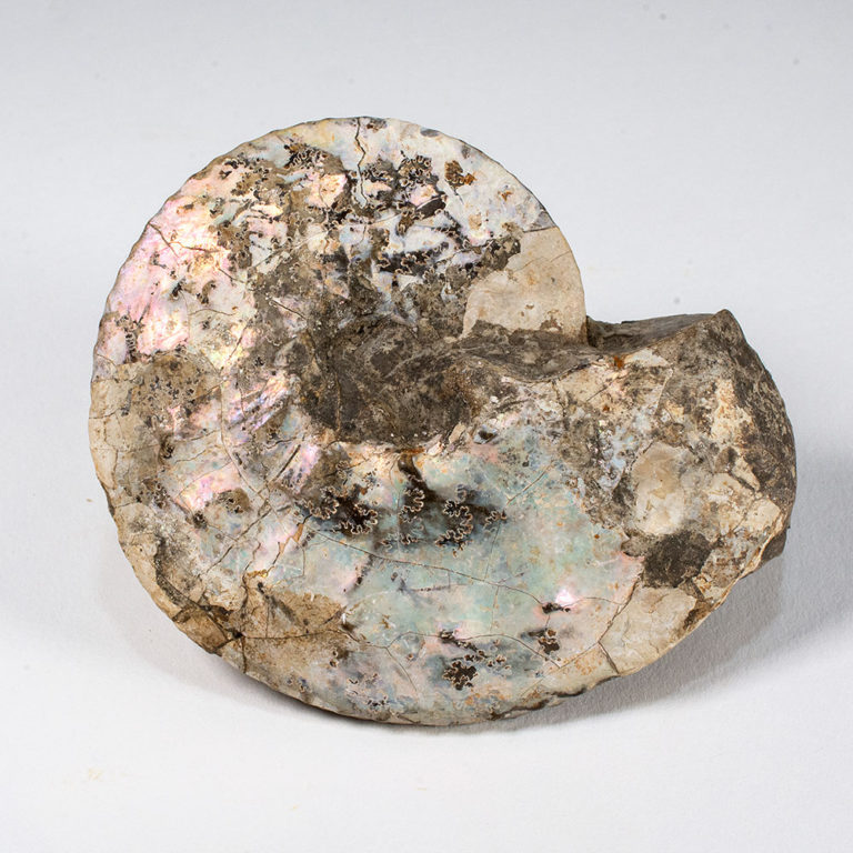 Montana Ammonite &#8211; Placenticeras planum, The Natural Canvas