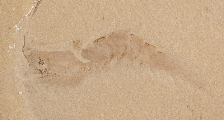 Bear Gulch shrimp - Aenigmacaris cornigerum
