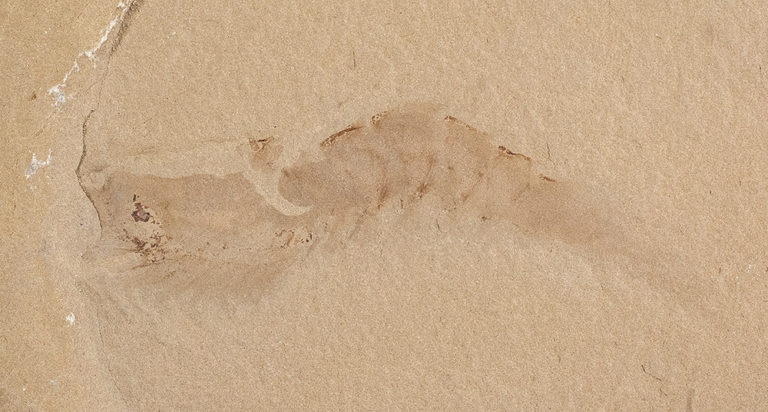 Bear Gulch shrimp &#8211; Aenigmacaris cornigerum, The Natural Canvas