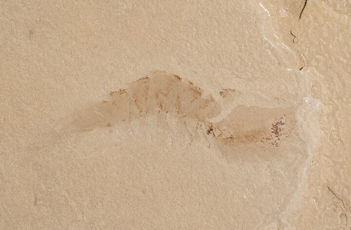 Bear Gulch shrimp -Aenigmacaris cornigerum