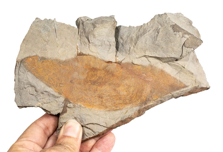 Anomalocaridid dorsal flap - Aegirocassis